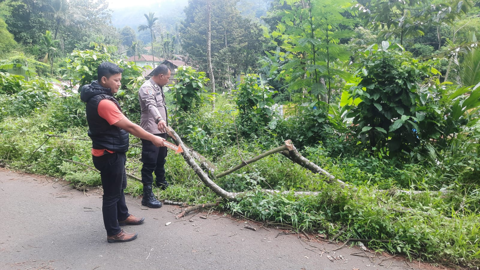 Tertimpa Batang Pohon Pete yang Tumbang, Warga Kandangserang Meninggal Dunia