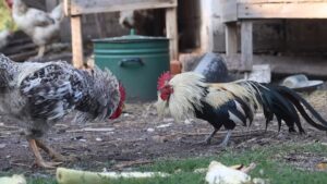 IMG-20260102-WA0095(1)